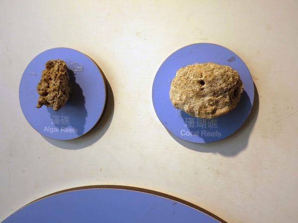 【桃園景點】老街溪河川教育中心-免門票免費玩到飽的超長溜滑梯