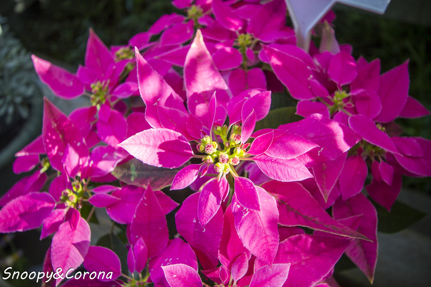【玩樂．桃園】大溪景點／魔幻豆子主題館～與繽紛堅果公仔拍照，免費可愛輕鬆走逛的景點