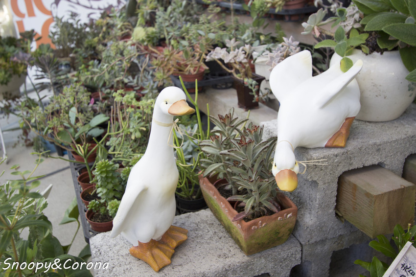 【玩樂．桃園】大溪景點／魔幻豆子主題館～與繽紛堅果公仔拍照，免費可愛輕鬆走逛的景點