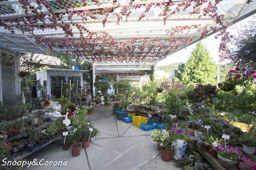 【玩樂．桃園】大溪景點／魔幻豆子主題館～與繽紛堅果公仔拍照，免費可愛輕鬆走逛的景點