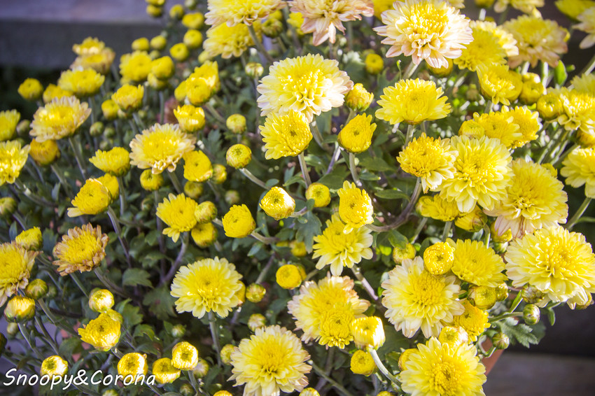 【玩樂．桃園】大溪景點／魔幻豆子主題館～與繽紛堅果公仔拍照，免費可愛輕鬆走逛的景點
