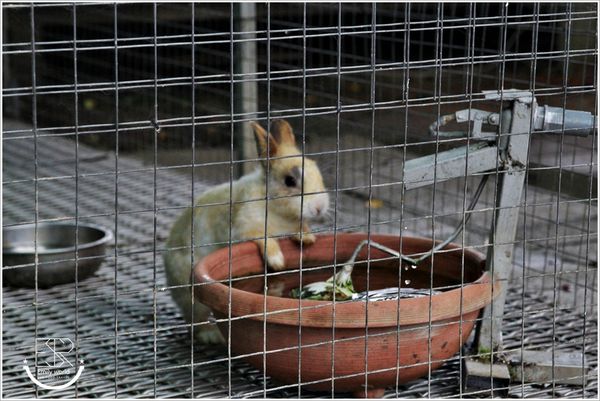 A.maze兔子迷宮景觀咖啡餐廳 (83)