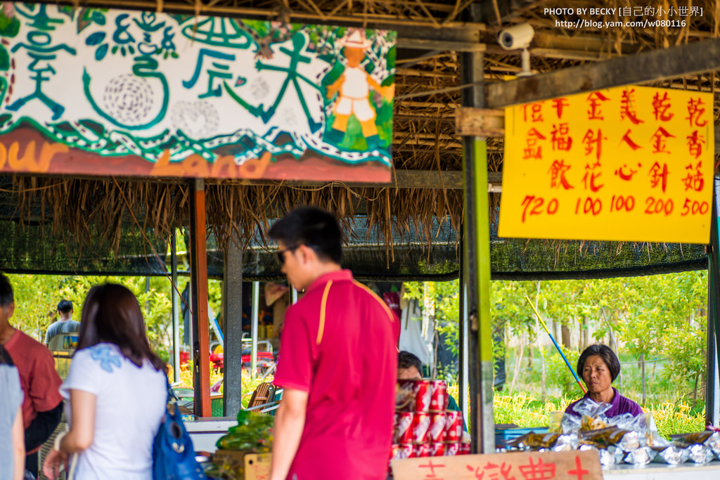 2014.Aug Day Lily @Nantou 南投金針花