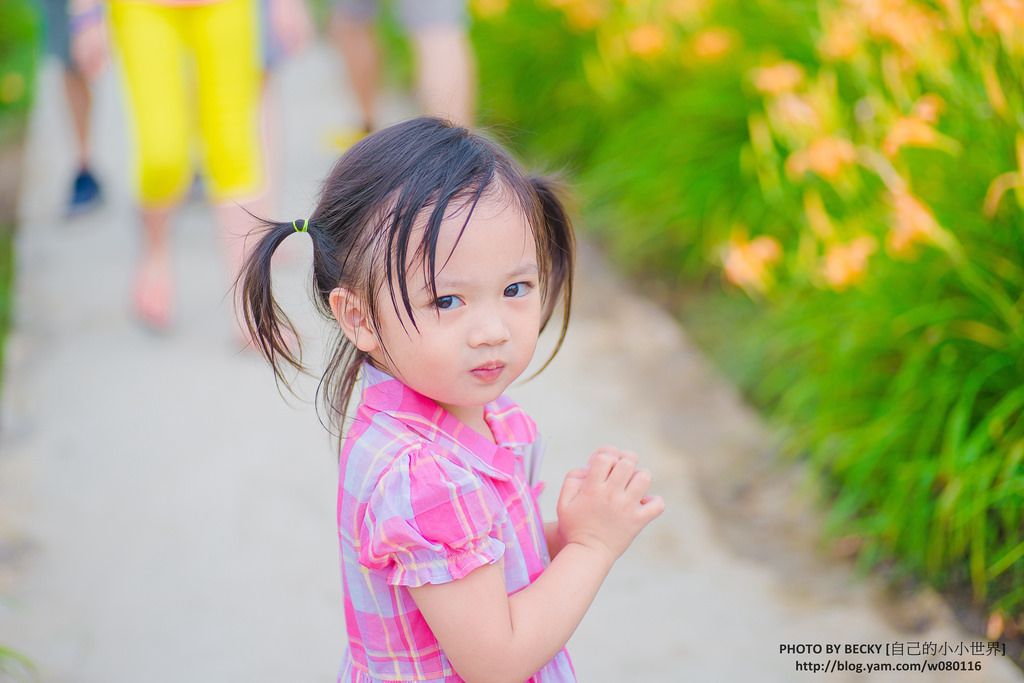 2014.Aug Day Lily @Nantou 南投金針花