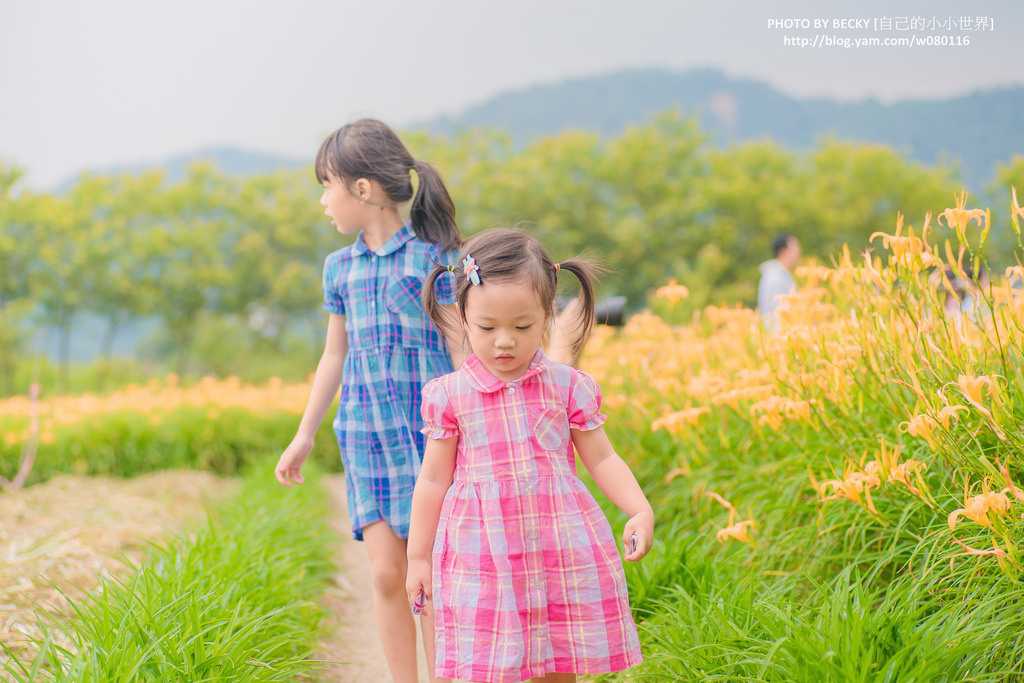 2014.Aug Day Lily @Nantou 南投金針花