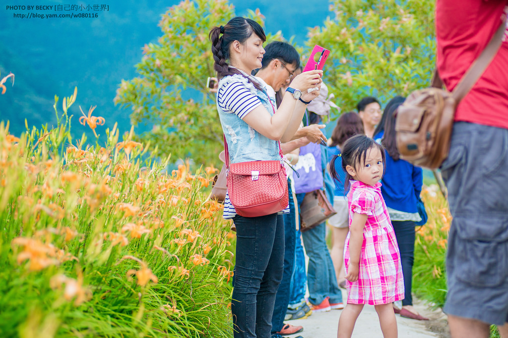 2014.Aug Day Lily @Nantou 南投金針花