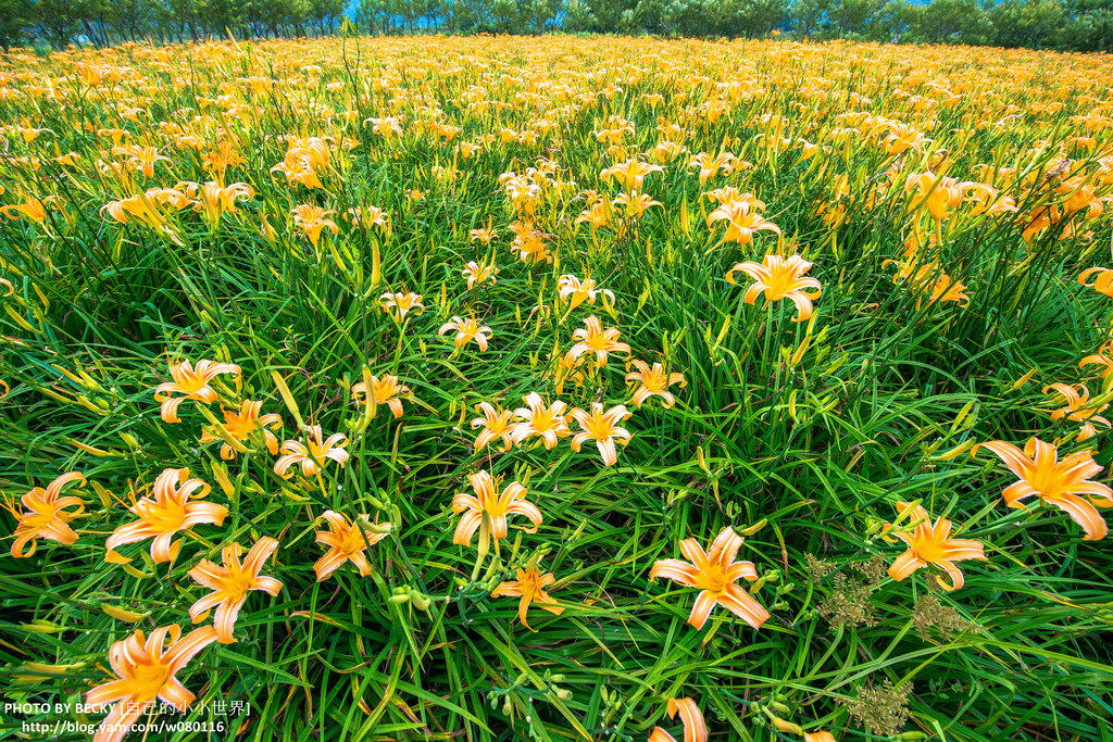 2014.Aug Day Lily @Nantou 南投金針花
