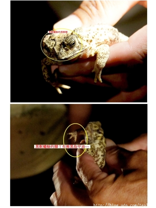 一個隱身群山,寓教於樂的生態民宿--三茅屋