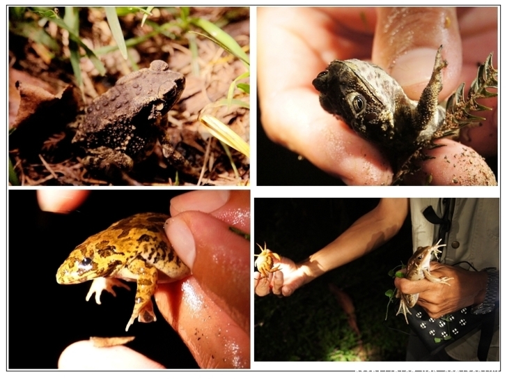 一個隱身群山,寓教於樂的生態民宿--三茅屋