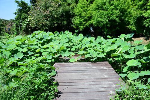 0719 2-林家古厝19.jpg