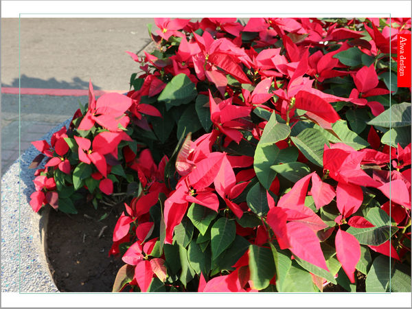 【新竹好好玩】喔耶!新竹市感恩季東門城聖誕好漂亮!我們不去台北囉~~(傲嬌樣(๑˘ ₃˘๑) 哼!)-24.jpg 【新竹好好玩】喔耶!新竹市感恩季東門城聖誕好漂亮!我們不去台北囉~~(傲嬌樣(๑˘ ₃˘๑) 哼!)-24.jpg