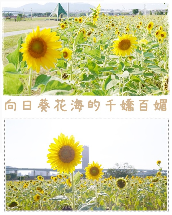 大台北都會公園15 大台北都會公園15