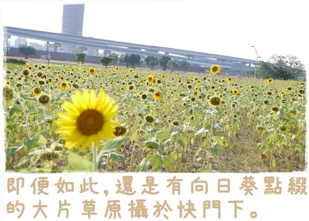 大台北都會公園13 大台北都會公園13