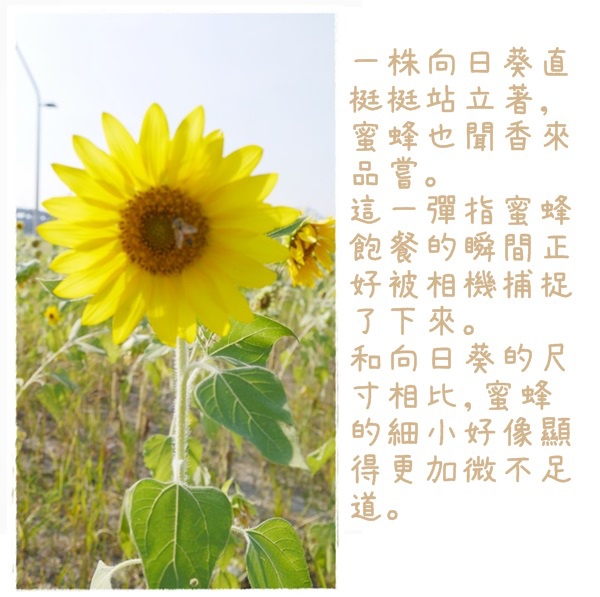 大台北都會公園4 大台北都會公園4