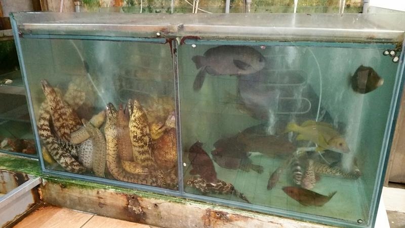 20160417黑白毛_4404 (Copy).jpg