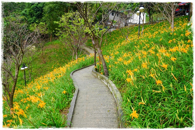 慈音山莊賞金針花 慈音山莊賞金針花
