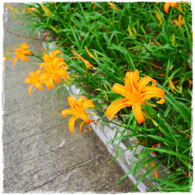 慈音山莊賞金針花 慈音山莊賞金針花