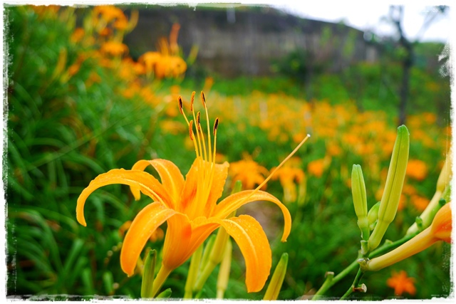 慈音山莊賞金針花 慈音山莊賞金針花