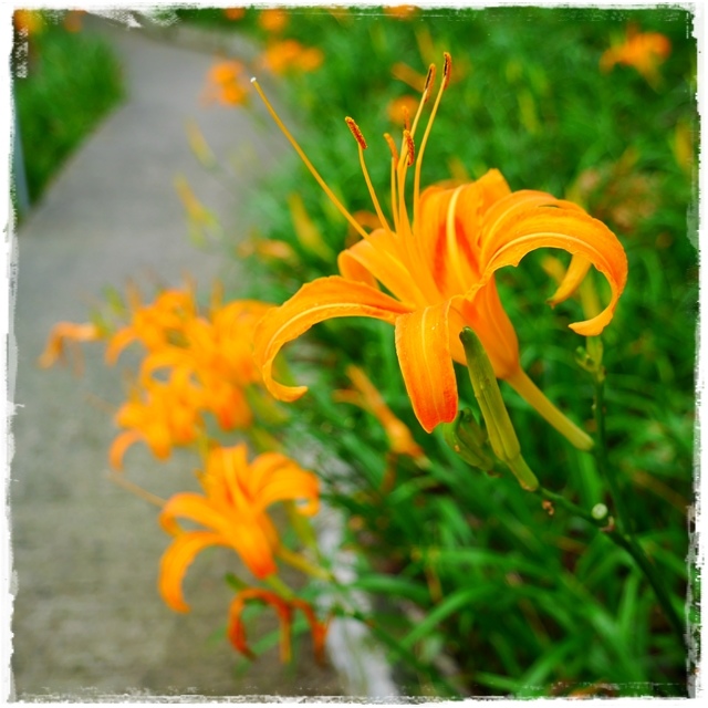 慈音山莊賞金針花 慈音山莊賞金針花