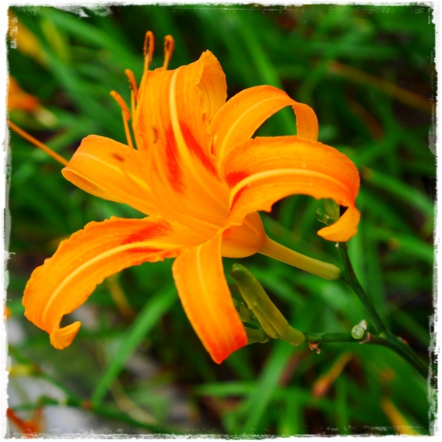 慈音山莊賞金針花 慈音山莊賞金針花