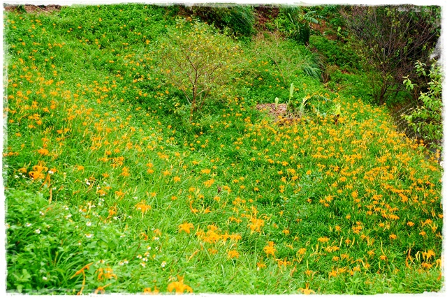 慈音山莊賞金針花 慈音山莊賞金針花