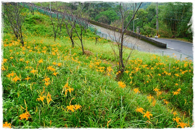 慈音山莊賞金針花 慈音山莊賞金針花