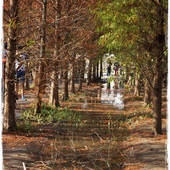 霧峰落羽松 霧峰落羽松