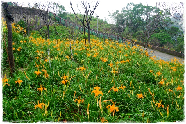慈音山莊賞金針花 慈音山莊賞金針花