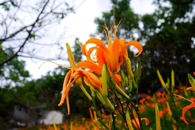 慈音山莊賞金針花 慈音山莊賞金針花