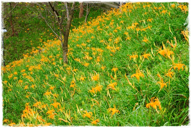 慈音山莊賞金針花 慈音山莊賞金針花