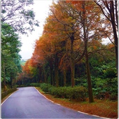 石碇落羽松 石碇落羽松