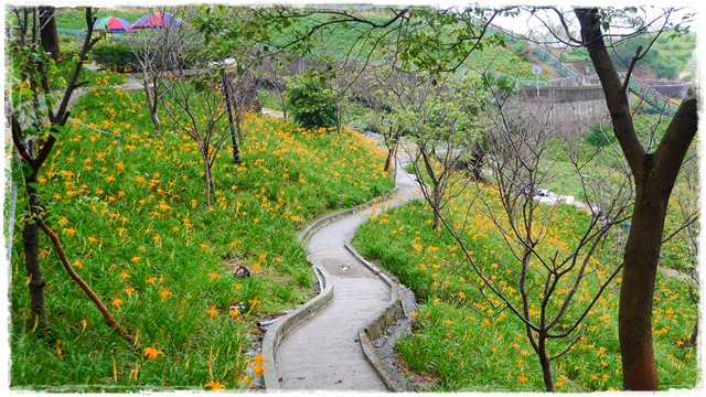 慈音山莊賞金針花 慈音山莊賞金針花