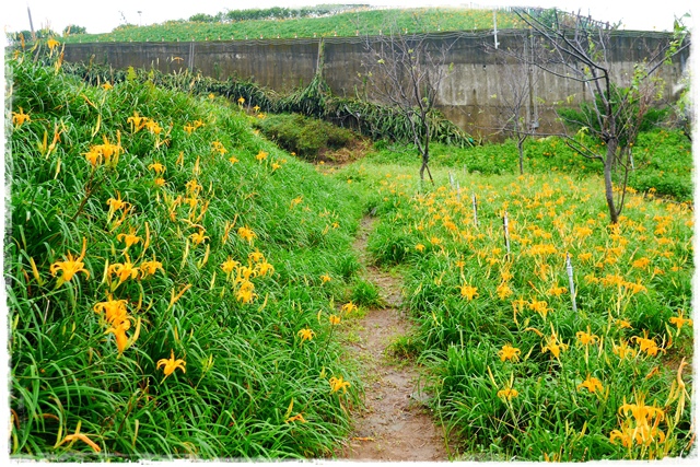 慈音山莊賞金針花 慈音山莊賞金針花