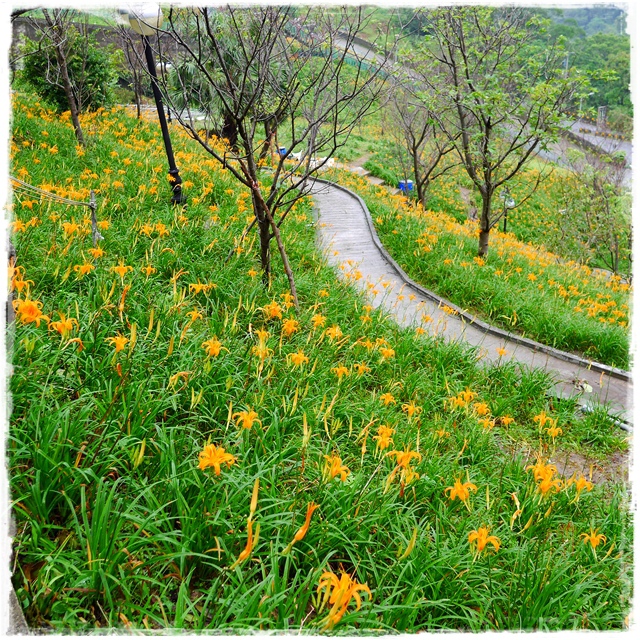 慈音山莊賞金針花 慈音山莊賞金針花