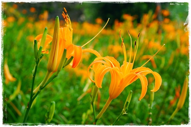 慈音山莊賞金針花 慈音山莊賞金針花