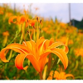 慈音山莊11.JPG 慈音山莊11.JPG