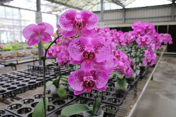 南靖糖廠休閒園區:【嘉義水上景點】台糖南靖糖廠休閒廣場~懷舊冰品好便宜,坐火車看飛機,遊樂設施遛孩子去