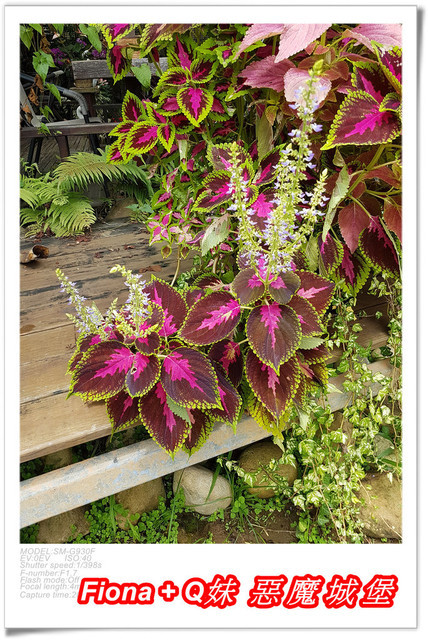 【苗栗一日遊】花露農場+鯉魚潭+草莓文化館+仙山仙草+泉明蠶生態農場+清安豆腐老街+汶水遊客中心，趴趴走的一天 !