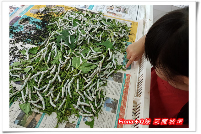 【苗栗一日遊】花露農場+鯉魚潭+草莓文化館+仙山仙草+泉明蠶生態農場+清安豆腐老街+汶水遊客中心，趴趴走的一天 !