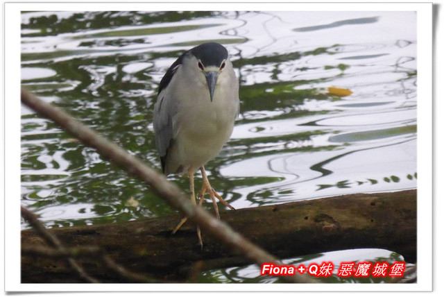 【苗栗一日遊】花露農場+鯉魚潭+草莓文化館+仙山仙草+泉明蠶生態農場+清安豆腐老街+汶水遊客中心，趴趴走的一天 !