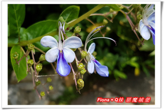 【苗栗一日遊】花露農場+鯉魚潭+草莓文化館+仙山仙草+泉明蠶生態農場+清安豆腐老街+汶水遊客中心，趴趴走的一天 !