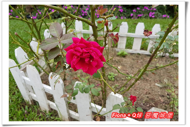 【苗栗一日遊】花露農場+鯉魚潭+草莓文化館+仙山仙草+泉明蠶生態農場+清安豆腐老街+汶水遊客中心，趴趴走的一天 !