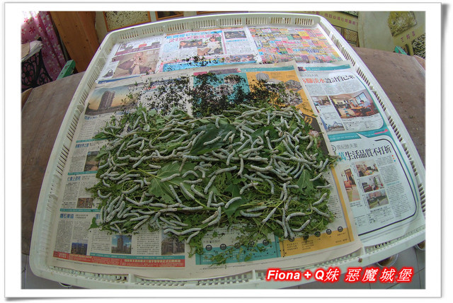 【苗栗一日遊】花露農場+鯉魚潭+草莓文化館+仙山仙草+泉明蠶生態農場+清安豆腐老街+汶水遊客中心，趴趴走的一天 !