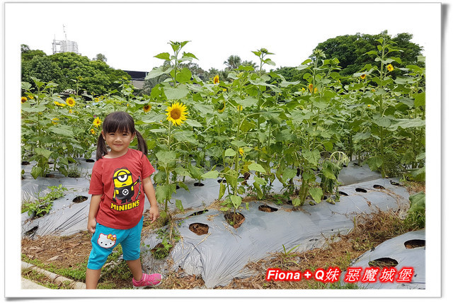 【苗栗一日遊】花露農場+鯉魚潭+草莓文化館+仙山仙草+泉明蠶生態農場+清安豆腐老街+汶水遊客中心，趴趴走的一天 !