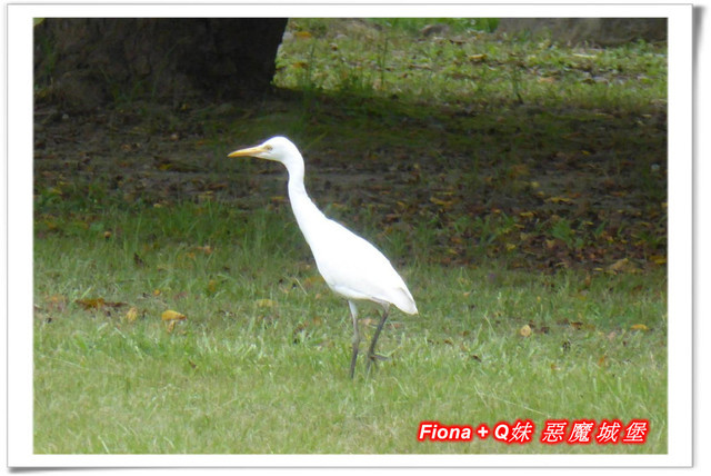 【苗栗一日遊】花露農場+鯉魚潭+草莓文化館+仙山仙草+泉明蠶生態農場+清安豆腐老街+汶水遊客中心，趴趴走的一天 !