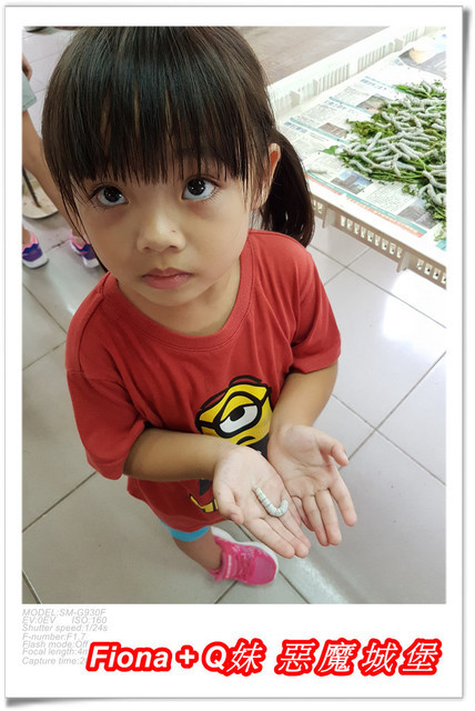 【苗栗一日遊】花露農場+鯉魚潭+草莓文化館+仙山仙草+泉明蠶生態農場+清安豆腐老街+汶水遊客中心，趴趴走的一天 !