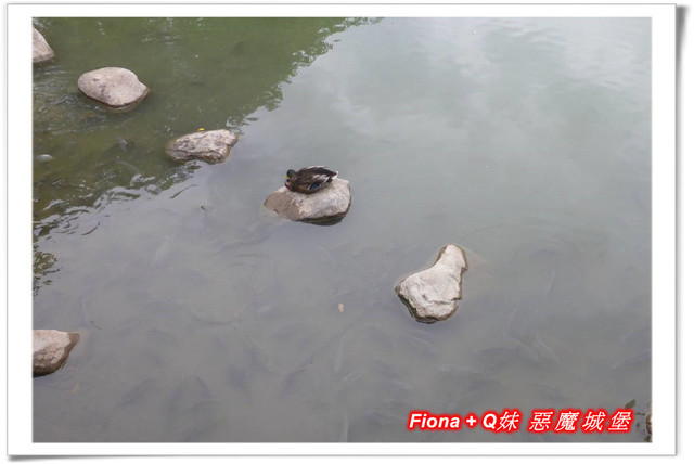 【苗栗一日遊】花露農場+鯉魚潭+草莓文化館+仙山仙草+泉明蠶生態農場+清安豆腐老街+汶水遊客中心，趴趴走的一天 !