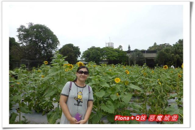 【苗栗一日遊】花露農場+鯉魚潭+草莓文化館+仙山仙草+泉明蠶生態農場+清安豆腐老街+汶水遊客中心，趴趴走的一天 !