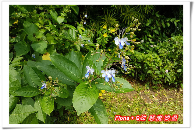 【苗栗一日遊】花露農場+鯉魚潭+草莓文化館+仙山仙草+泉明蠶生態農場+清安豆腐老街+汶水遊客中心，趴趴走的一天 !