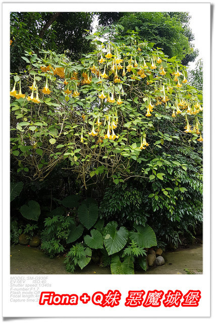 【苗栗一日遊】花露農場+鯉魚潭+草莓文化館+仙山仙草+泉明蠶生態農場+清安豆腐老街+汶水遊客中心，趴趴走的一天 !